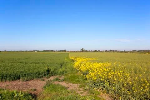 Arable fields under blue sky Stock Photos