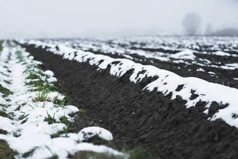 Arable fields under a thin layer of snow. Rural landscape in winter with Stock Photos