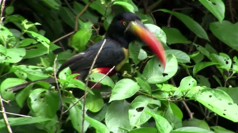 A aracari bird sits in a tree eating berries. Stockbeeldmateriaal 34447588