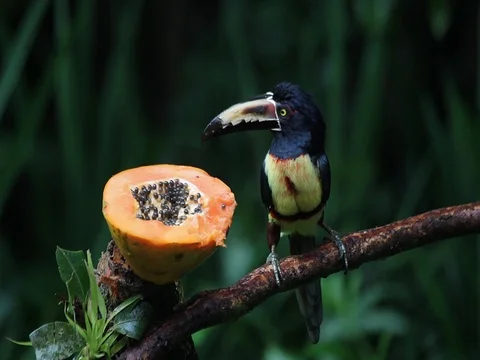 Aracari toucan bird eats papaya  Video stock 71174407