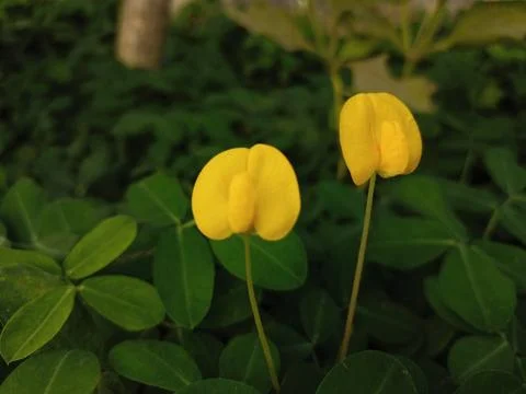 Arachis duranensis Stock Photos
