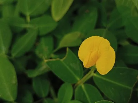 Arachis duranensis Stock Photos