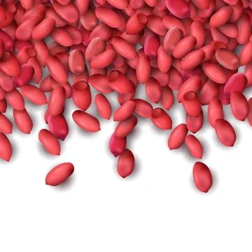 Arachis or peanuts background with red scattered nuts and beans Stock Illustration
