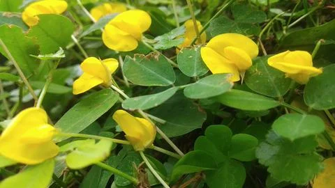 Arachis Stock Photos