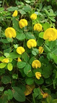 Arachis Stock Photos