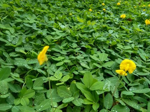 Arachis pintoi Stock Photos