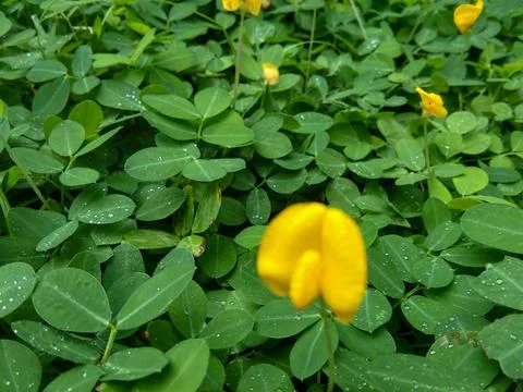 Arachis pintoi Stock Photos