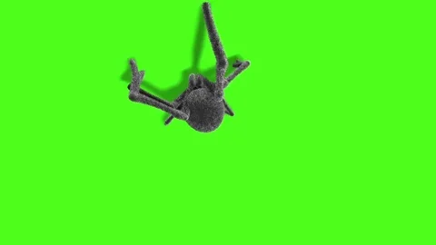 Arachnid Black Widow Spider on Wall Top Green Screen 3D Rendering Animation Stock Footage 80691362