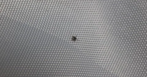 Arachnid looking for prey, 4K Stock Footage 244391521