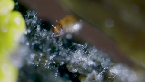 Arachnid ticks Video stock 313173884