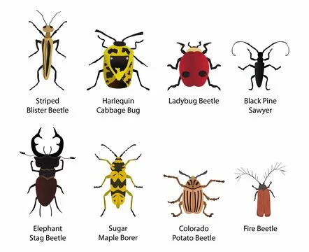 Arachnids and insects, different types of insects, The shape Stock Illustration