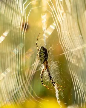Arachnids Stock Photos