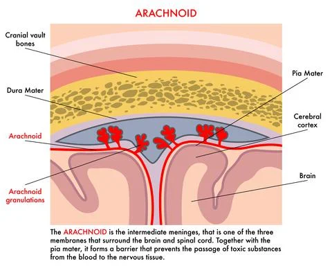 Arachnoid Stock Illustration