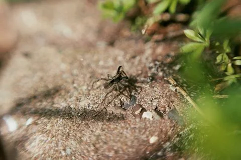 Arachnophobia 2 Stock Photos