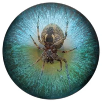 Arachnophobia spider in your sight 스톡 일러스트
