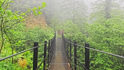 Araffe bridge in the middle a dense. Stock Footage 282790599