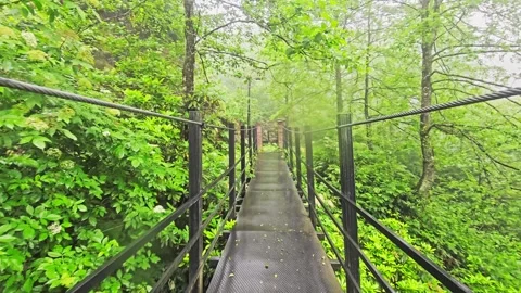 Araffe bridge in the middle a forest. Stock Footage 282791205