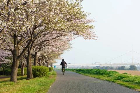 Arakawa River Cherry blossoms Stock Photos