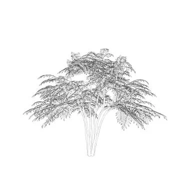 Aralia tree. Isolated on white background. Vector outline illustration. Stock Illustration