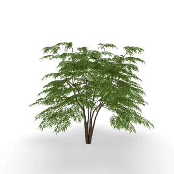 Aralia tree. Isolated on white background. 3D rendering illustration. Stock Illustration