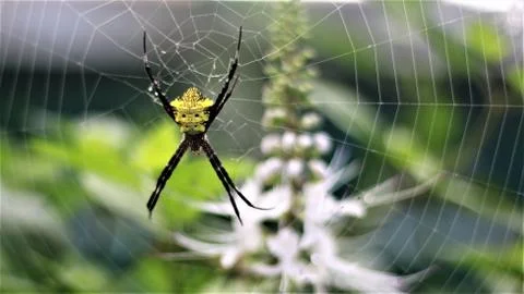 Araneae spider Stock Photos