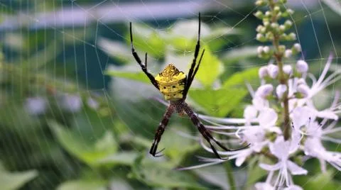 Araneae spider Photos