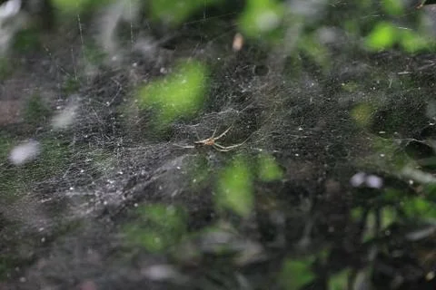 Araneidae Stock Photos