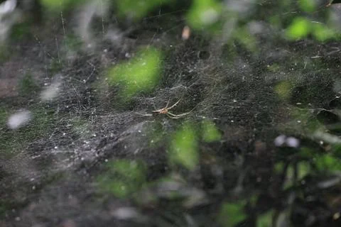Araneidae Stock Photos