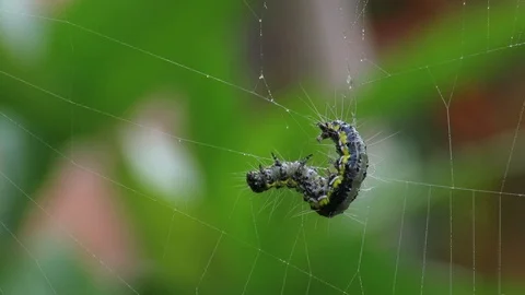 Araneus diadematus Stock Footage 117763014