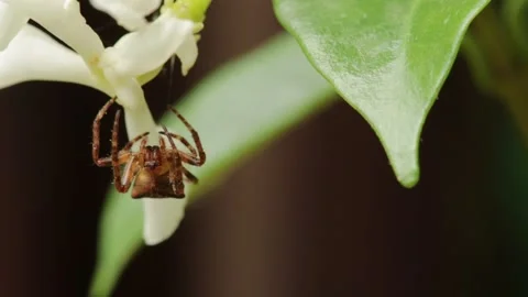 Araneus Stock Footage 132558425