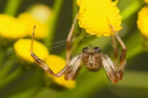 Araneus marmoreus Stock Photos