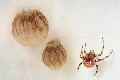 Araneus marmoreus Stock Photos