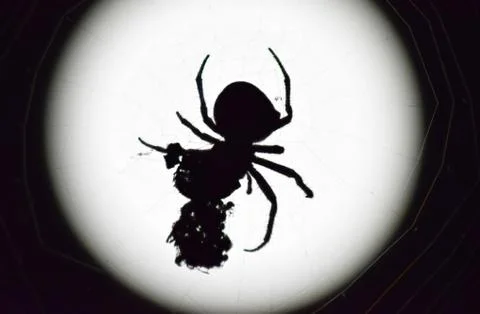 Araneus Spider on background of the moon Stock Photos