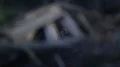 Araneus spider close up in web eating an insect 4k or 4k+ Resolution