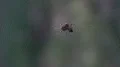 Araneus spider close up in web eating an insect 4k or 4k+ Resolution