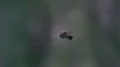 Araneus spider close up in web eating an insect 4k or 4k+ Resolution