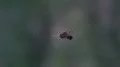 Araneus spider close up in web eating an insect HD Footage
