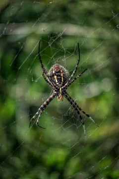 Araneus spider in her web 스톡 사진