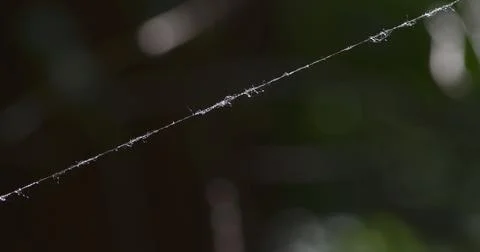 Araneus spider thread. Stock Photos