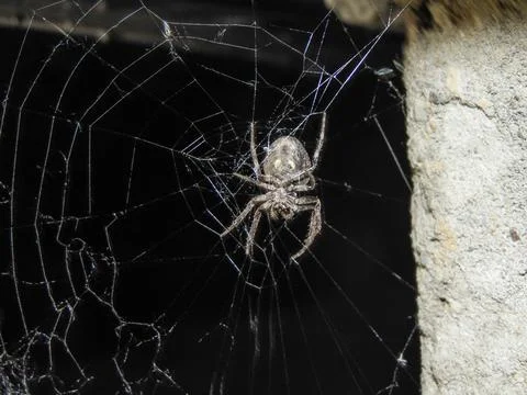 Araneus ventricosus spider on spider web during the night Stock Photos