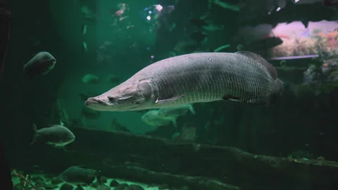 Arapaima amazon fish , general view of the diversity of aquatic fauna . the c Video stock 171787927