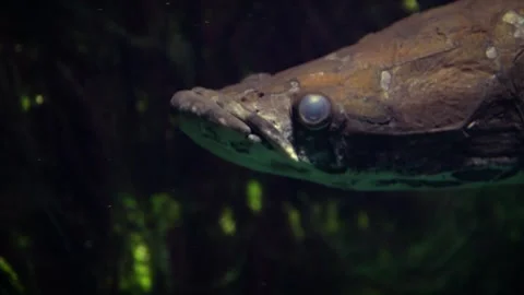 Arapaima (Arapaima gigas) 库存影片 245583577