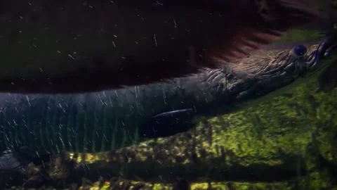 Arapaima (Arapaima gigas) Video stock 259110874