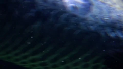 Arapaima (Arapaima gigas) 库存影片 283008183