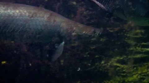 Arapaima (Arapaima gigas) Stock Footage 283008285