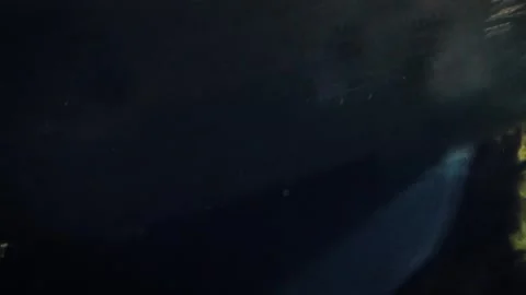 Arapaima (Arapaima gigas) 库存影片 283010664