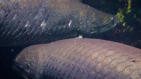 Arapaima (Arapaima gigas) Stock Footage 283011964
