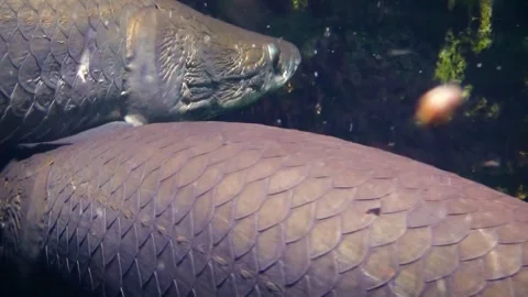Arapaima (Arapaima gigas) Stock Footage 283011971