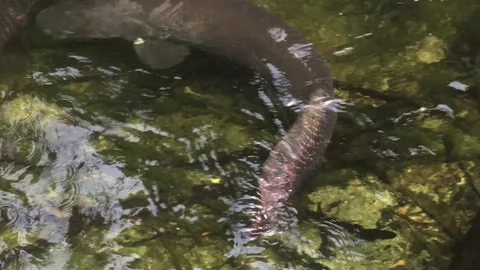 Arapaima Fish From Amazon From Above Stockbeeldmateriaal 171437698
