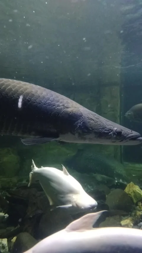 Arapaima fish Stock Footage 280808658